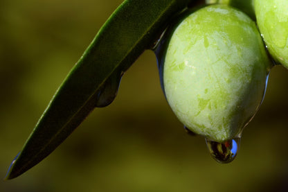 BIO Natives Olivenöl Extra 1000ml - Kaltgepresstes Premium-Olivenöl aus erster Pressung. (Kopie) (Kopie)
